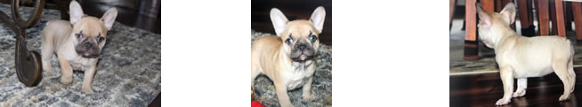French Bulldog Puppies for Sale - Chocolate Fawn Female