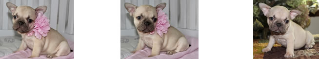French Bulldog Puppies for Sale