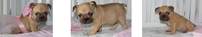 French Bulldog Puppies for Sale