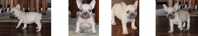 French Bulldog Puppies for Sale - Chocolate Fawn Male