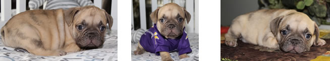 French Bulldog Puppies for Sale