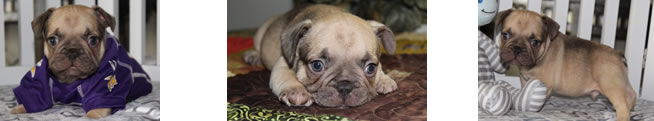 French Bulldog Puppies for Sale
