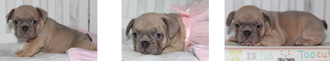 French Bulldog Puppies for Sale