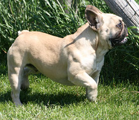 Meet French Bulldog Hagan our Dual Carrier Fawn