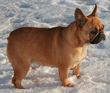 Meet French Bulldog Pistol Annie our
Red Fawn Female