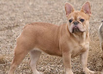 Meet French Bulldog Roise our Fawn Female