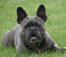 Meet French Bulldog Sydney our Blue Female