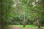 Tucholski Forest View [10KB]